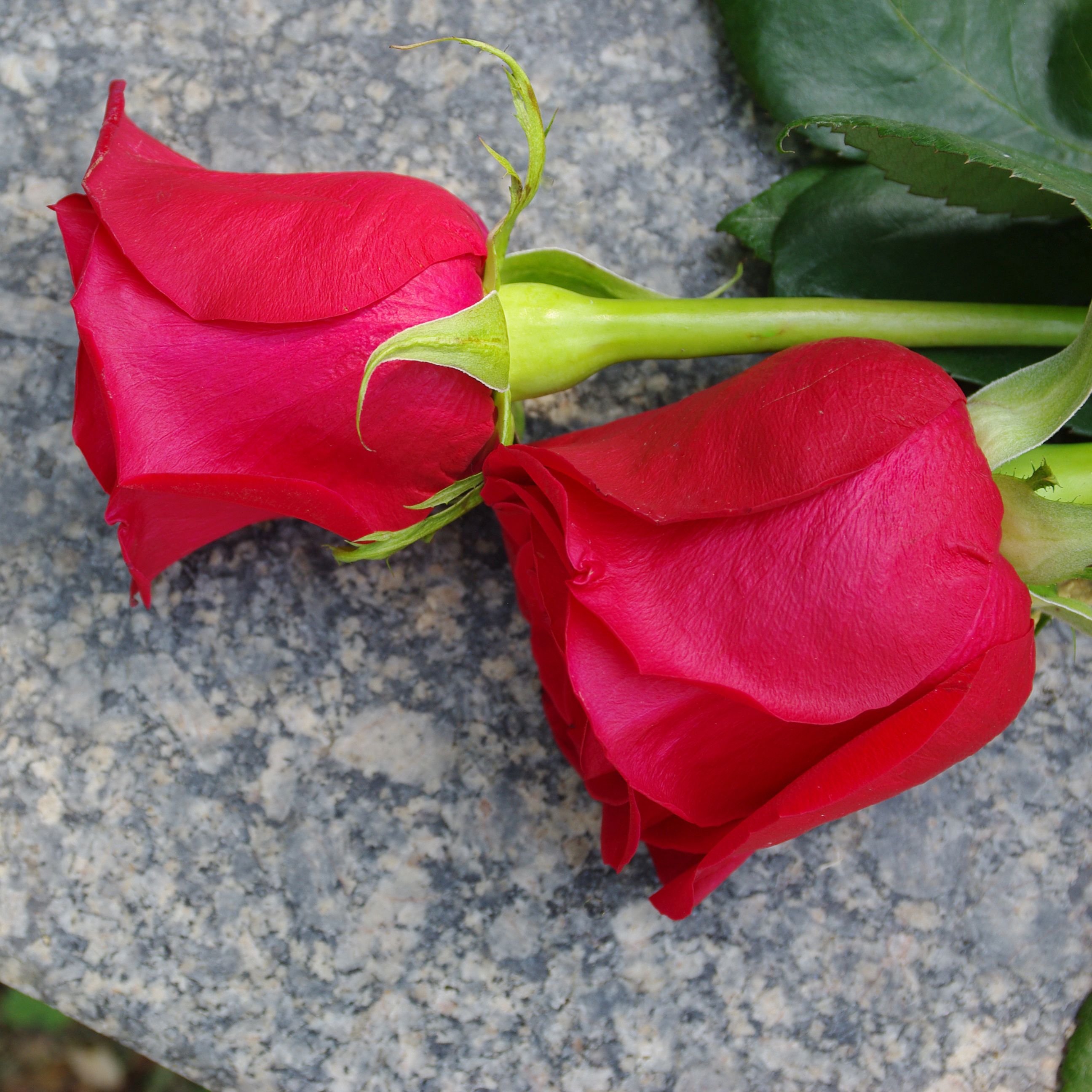 Roses on granite